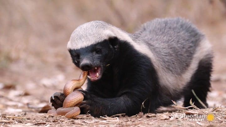 honey-badger