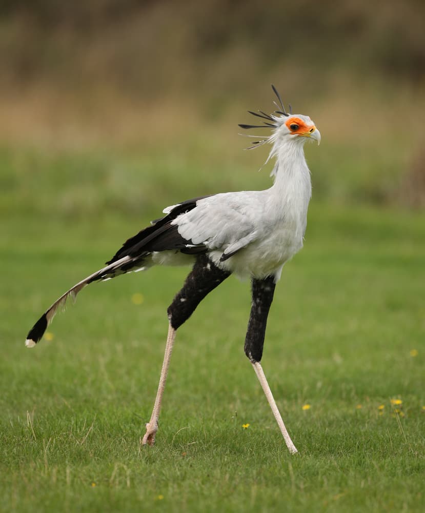 secretarybird